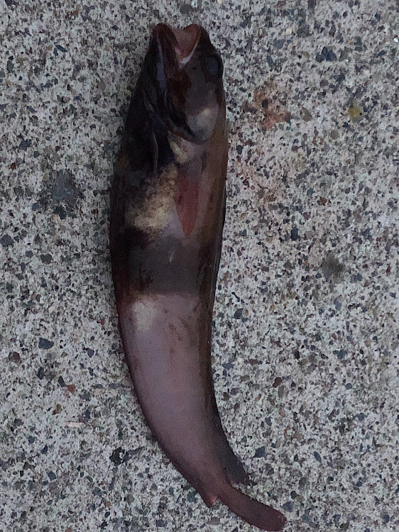 ももめろうさギャルさんが投稿した釣り・夜釣りに関するカスタム事例の投稿画像5枚目
