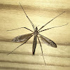 Large Crane Fly