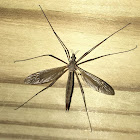 Large Crane Fly