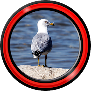 Seagull Live Wallpapers 1.7 Icon