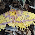 Imperial Moth