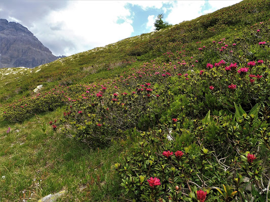 nuvole e rododendri di elibetta