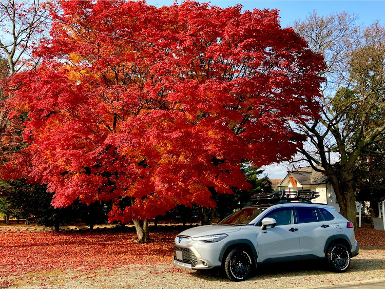 カローラクロスの紅葉に関するカスタム事例の投稿画像1枚目