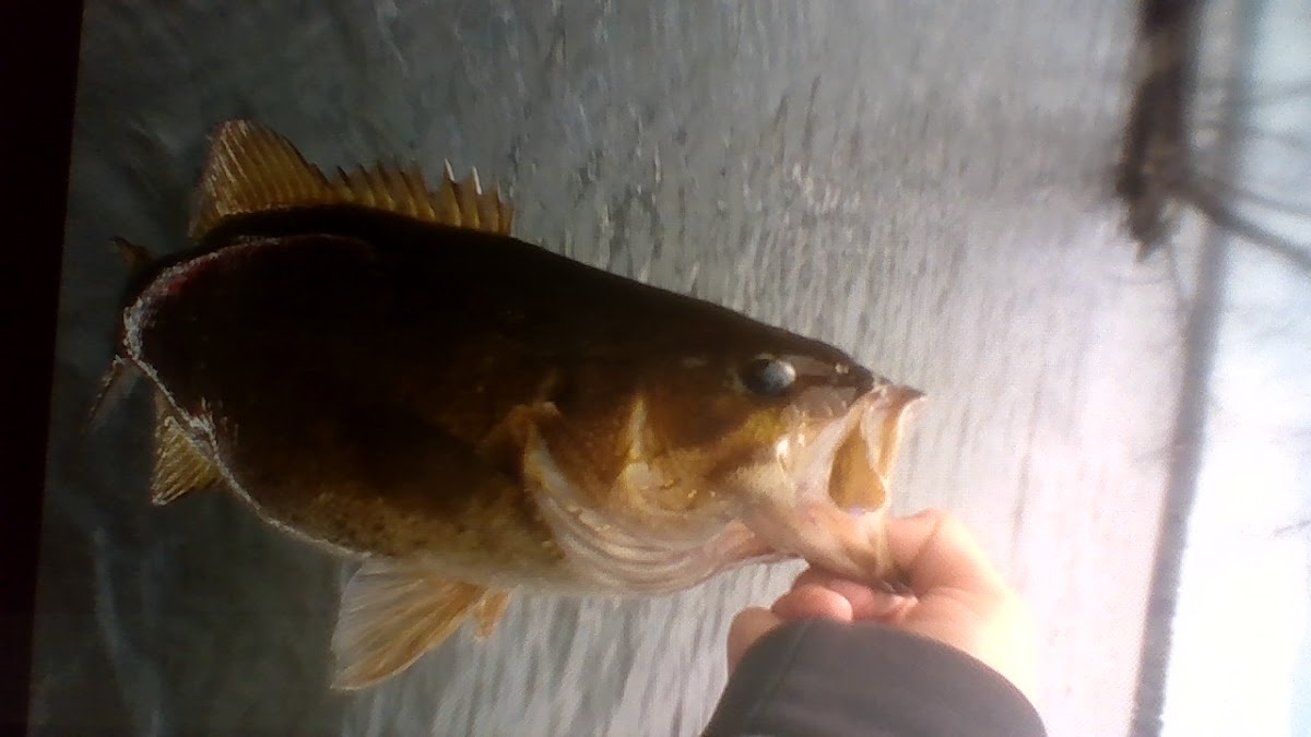 smallmouth bass