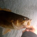 smallmouth bass