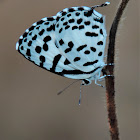 Common Pierrot