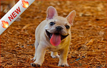 French Bulldogs HD Wallpaper Dog Theme small promo image