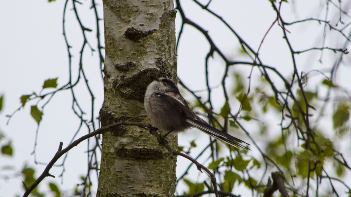 Long-Tailed Tit