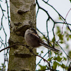 Long-Tailed Tit