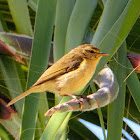 Canary Islands chiffchaff; Mosquitero canario