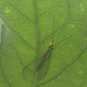 Golden Eye Green Lacewing