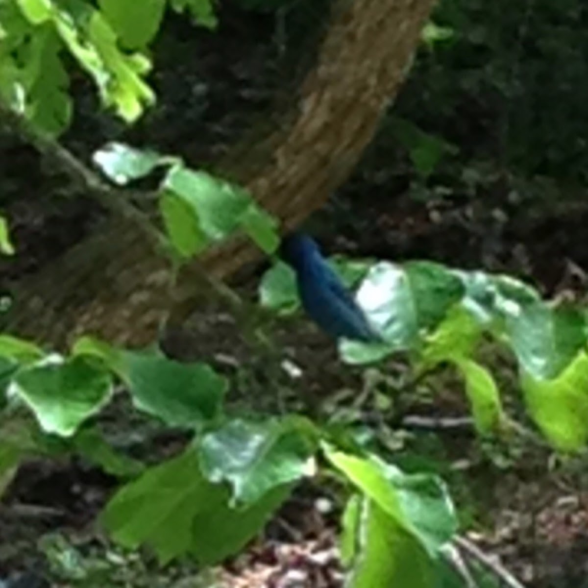 Indigo Bunting