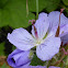 Wooly Geranium