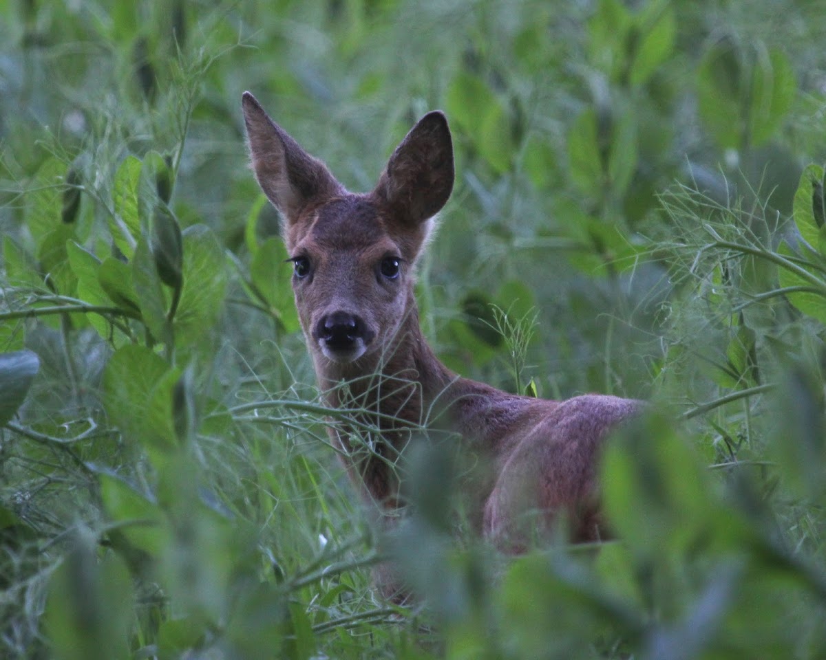 European Roe Deer