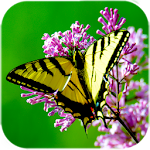 Cover Image of डाउनलोड Butterfly Live Wallpaper 1.0 APK