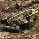 Iberian Water Frog