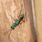 Emerald Cockroach Wasp