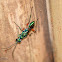 Emerald Cockroach Wasp