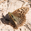 Cardinal Fritillary