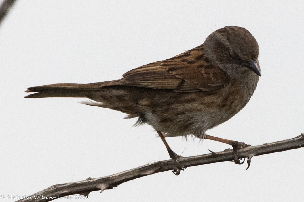 Dunnock