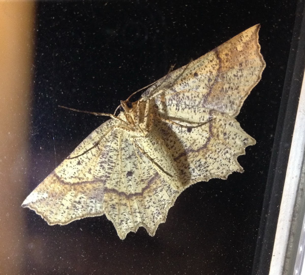 Ochre Euchlaena Moth