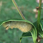 Banded Tussock Moth Caterpillar