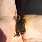 Lined Shore Crab