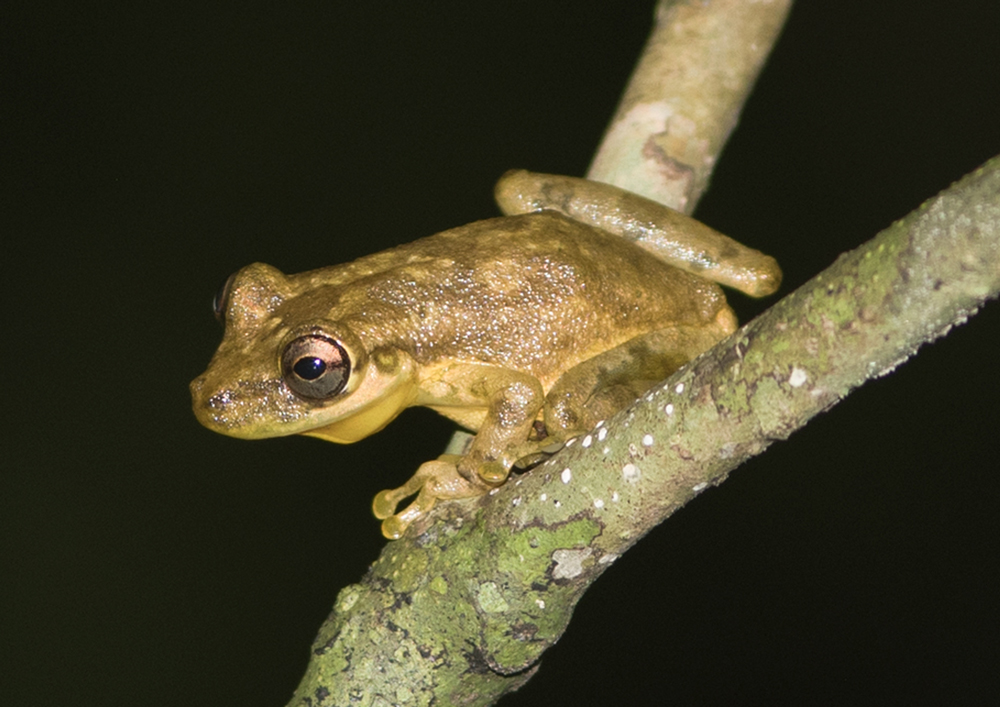 Olive Tree Frog