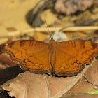 Brown Pansy Butterfly