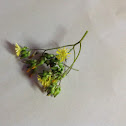 Oriental False Hawksbeard