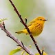 Download Yellow Bird Wallpapers HD For PC Windows and Mac 2.0