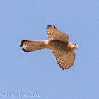 Kestrel; Cernícalo Real