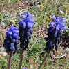 Grape hyacinth. Nazarenos