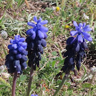 Grape hyacinth. Nazarenos