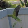 Indian ringneck parrot