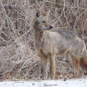 Coyote