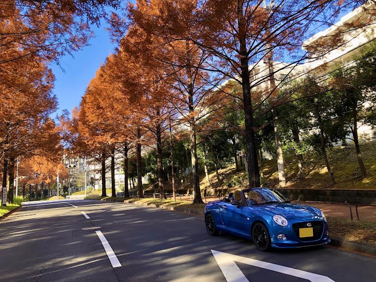 コペンの愛車と紅葉・メタセコイア並木・紅葉ドライブに関するカスタム事例の投稿画像5枚目