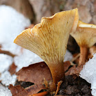 False Chanterelles