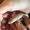 Common house gecko