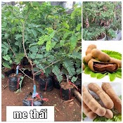 Cây Giống Me Thái Siêu Ngọt ( Cây Ghép, Giống Chuẩn Sai Trái, Cho Trái Sớm ).