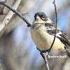 White-collared Seedeater