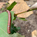 Pink-bellied moth