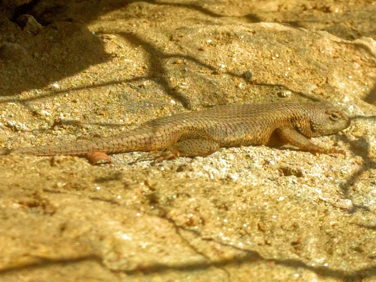 Eastern Fence Lizard