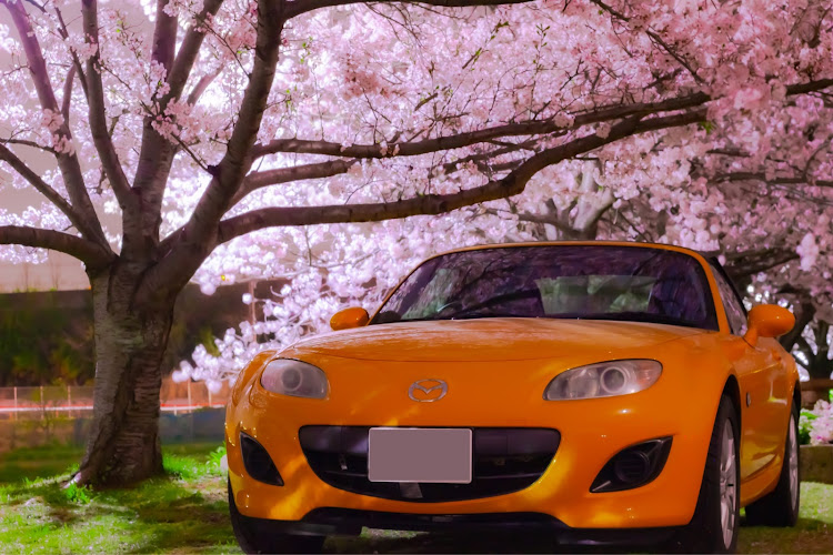 ロードスターの桜と愛車・桜・夜桜に関するカスタム事例の投稿画像3枚目