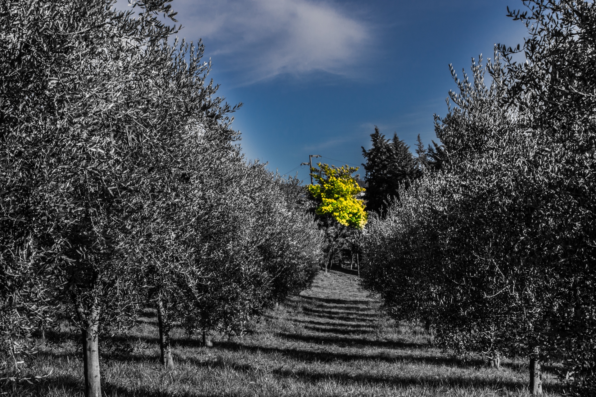 Mimosa di Vittorio Ciccarone ph