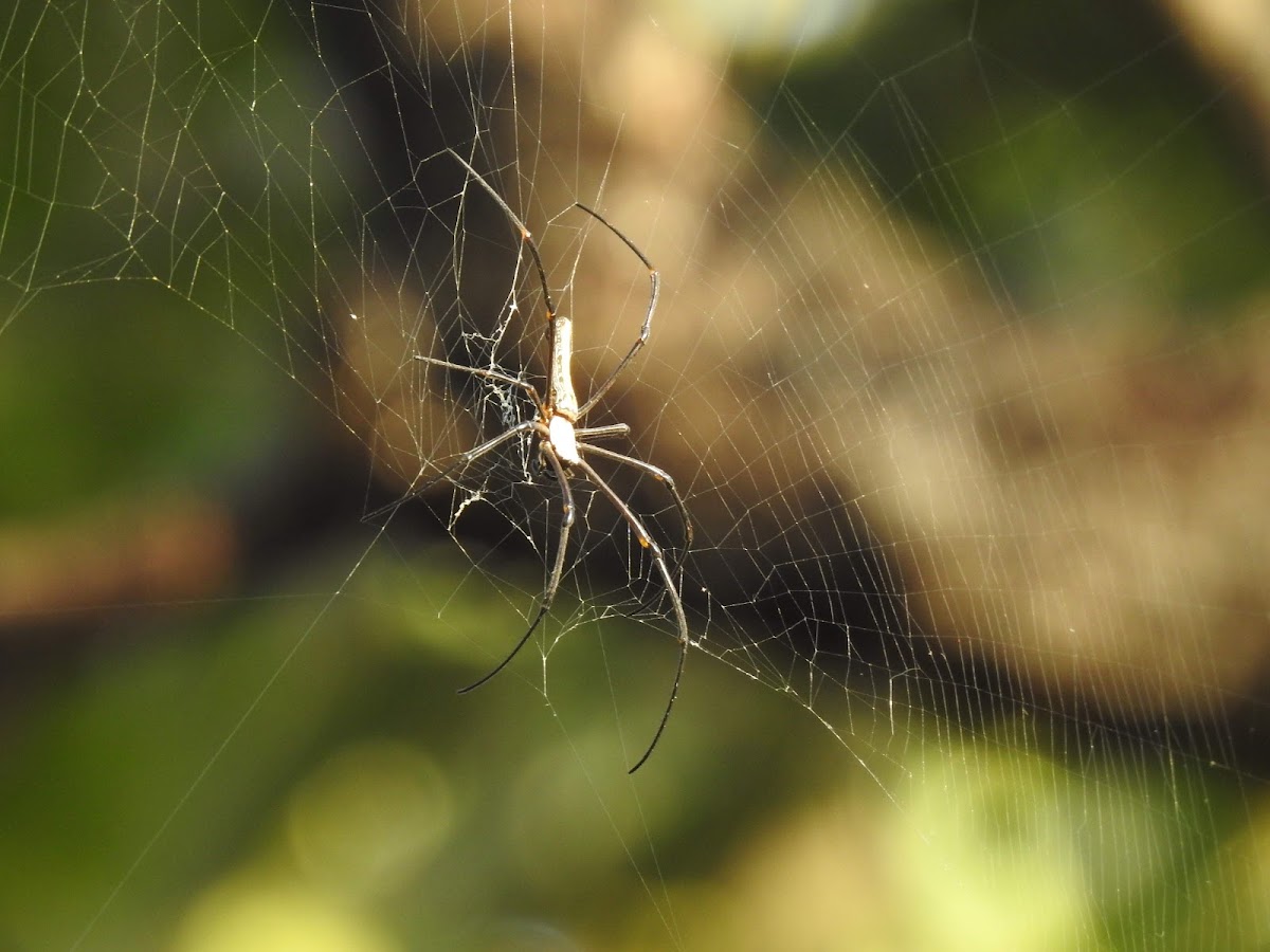 Golden orb-web spider