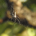 Golden orb-web spider