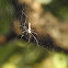 Golden orb-web spider