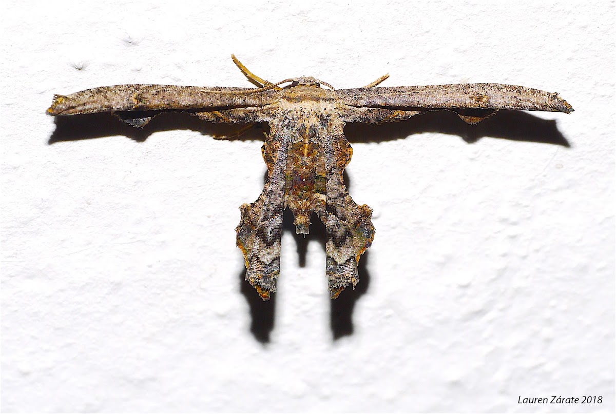 Scoop Wing Moth