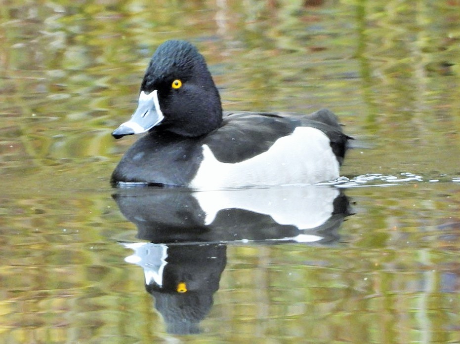 Ring-necked duck